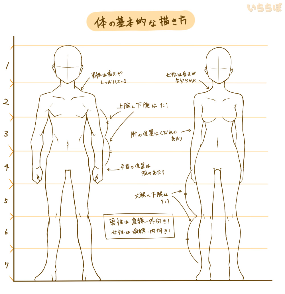 体の描き方 初心者はとにかくアタリを練習すべし 描き方のコツやバランスの取り方なども解説 イラスト いららぼ